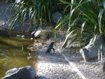 (191'455) - Pinguine am 26.