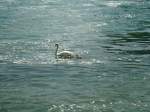 (133'771) - Schwan mit zwei Jungen am 23.