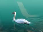 (166'592) - Ein Schwan am 8.