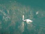 (166'593) - Ein Schwan am 8.