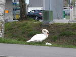 (260'845) - Zwei Schwne am 29. Mrz 2024 in Yverdon