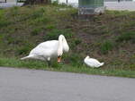 (260'846) - Zwei Schwne am 29. Mrz 2024 in Yverdon
