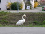 (260'847) - Schwan am 29. Mrz 2024 in Yverdon