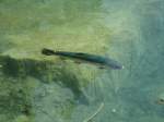 (146'222) - Forelle im Blausee am 4.