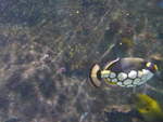 (190'416) - Im Sea Life am 19.