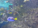 (190'417) - Im Sea Life am 19.