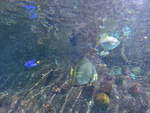 (190'422) - Im Sea Life am 19.