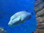(190'426) - Im Sea Life am 19.
