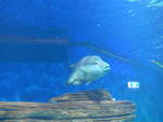 (190'427) - Im Sea Life am 19.