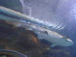 (190'429) - Im Sea Life am 19.