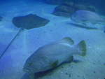 (190'432) - Im Sea Life am 19.