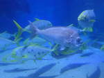 (190'434) - Im Sea Life am 19.