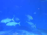 (190'436) - Im Sea Life am 19.
