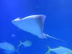 (190'437) - Im Sea Life am 19.