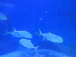 (190'438) - Im Sea Life am 19.