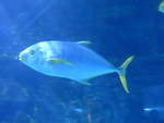 (190'444) - Im Sea Life am 19.