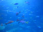(190'445) - Im Sea Life am 19.