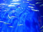 (190'471) - Im Sea Life am 19.