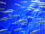 (190'473) - Im Sea Life am 19.