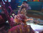 (190'482) - Im Sea Life am 19.