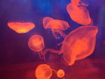 (190'484) - Im Sea Life am 19.