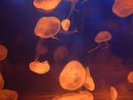 (190'485) - Im Sea Life am 19.