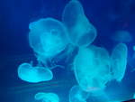 (190'487) - Im Sea Life am 19.