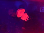 (190'490) - Im Sea Life am 19.