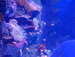 (190'493) - Im Sea Life am 19.