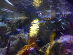 (190'496) - Im Sea Life am 19.