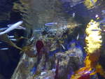 (190'497) - Im Sea Life am 19.