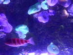 (190'499) - Im Sea Life am 19.