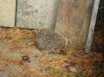 (147'515) - Zutraulicher Igel am 14.