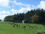 (190'795) - Rehe am 22.