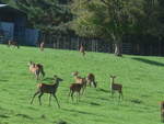 (190'798) - Rehe am 22.