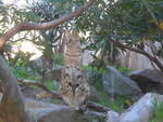 (191'494) - Wildkatze am 26.