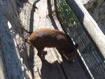(185'516) - Wildschwein am 28.