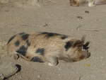 (191'461) - Wildschwein am 26. April 2018 in Wellington, ZOO