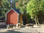 (191'466) - Drei Wildschweine am 26. April 2018 in Wellington, ZOO