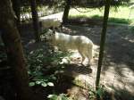 (145'755) - Polarwlfe im ZOO von Servion am 16.