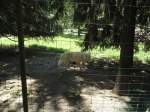 (145'756) - Polarwlfe im ZOO von Servion am 16.
